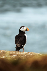 Puffin bird