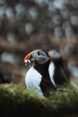 Puffin bird with fish
