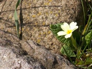 spring yellow flower next to stone