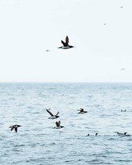 Birds in the sky