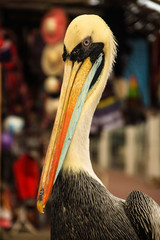 Close up of a pelican