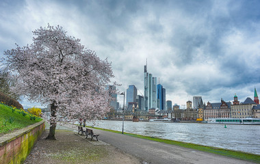 Frankfurt Main, Germany 03-11-2013 view over the river with a blooming tree to the city center