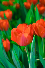 Blooming buds of red tulips in the spring season