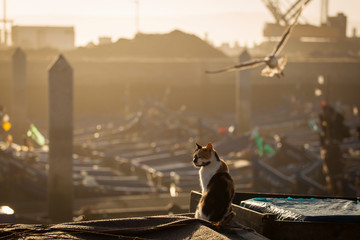 Cat on a harbor of Essaouira at sunrise with seagull flying in background.Morocco