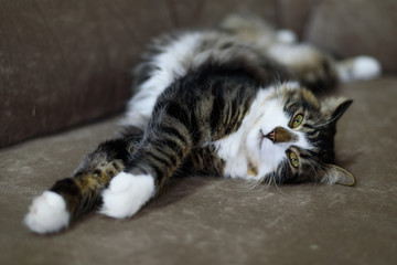 A grey tabby cat laying on the sofa.