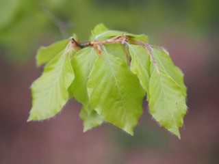 Zartheit - frische Buchenblätter im Frühling	