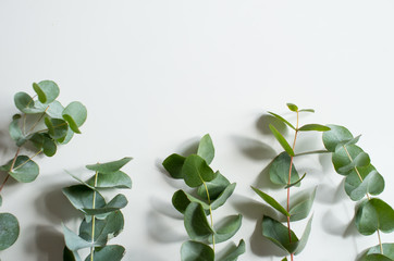 Flowers composition. Eucalyptus on white background. Flat lay, top view, copy space. Spring floral background, texture, wallpaper. Spring flowers concept. Space for text