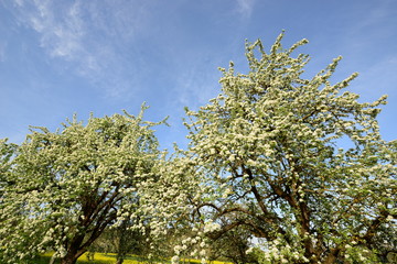 Blühender Apfelbaum im Frühjahr