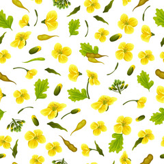 Pattern rape flowers and leaves, canola. Brassica napus. Seamless vector background.