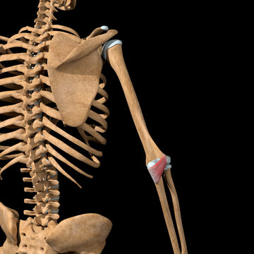 3d Illustration of the Anconeus Muscles on Skeleton