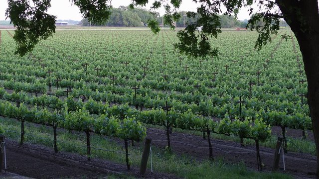 Rows of grave vines in spring under a large oak tree