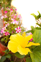 yellow hibiscus flower with phlox in the background
