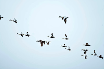 Birds in the sky