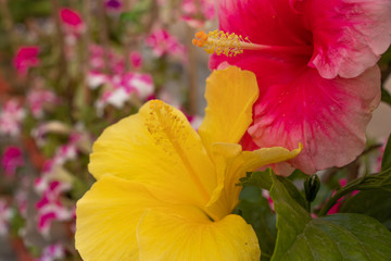 romance in the air pink and yellow hibiscus flowers with blurry phlox in the background