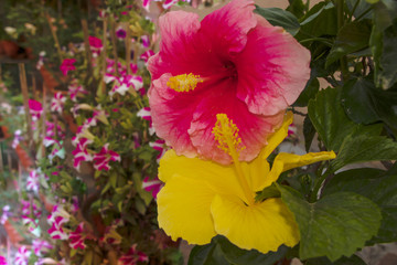red and yellow hibiscus flowers in the foreground