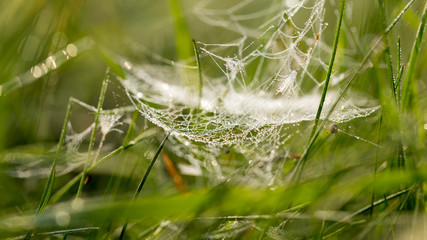 Delicate and thin web