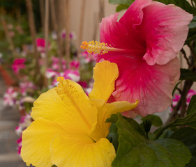 love matters with hibiscus flowers  in the garden