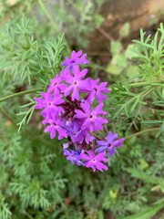 little purple flowers