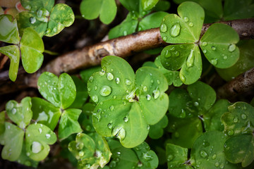 Clover, close-up of the plant wet by dew. Selective focus.
