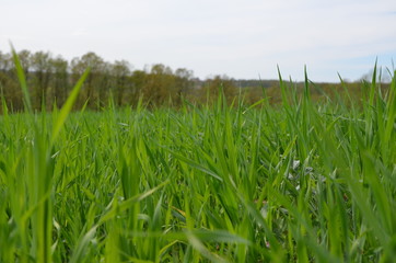 Green grass and blue sky