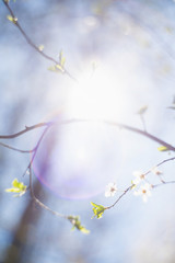 Background of blooming cherry branches in the sunlight.