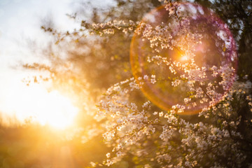 Plants at sunset, background