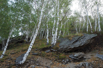 The birch forest with big stones on the ground in the cloudy summer day