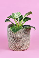'Philodendron Birkin', a tropical house plant with white stripes on dark green leaves in natural basket flower pot on pink background