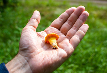 Hand holding freshly collected small Chanterelle