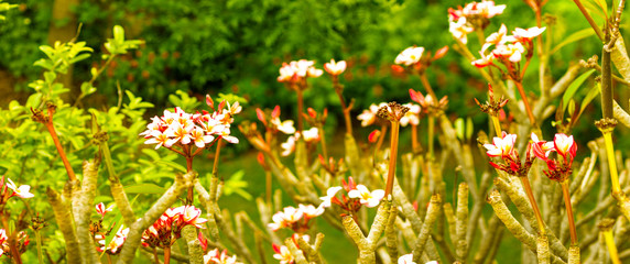 Palash flowers in a spread