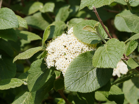 (Viburnum lantana) Viorne lantane ou viorne mancienne aux tiges souples garnies de fleurs blanc-cr&egrave;me en corymbes et aux feuilles oppos&eacute;es, ovales, dent&eacute;es vert brillant  