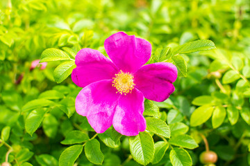 Rosa canina, flower and leaves, Finland