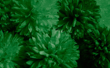 Beautiful abstract color black and green flowers on black background and dark graphic white flower frame and green leaves texture, green background, colorful graphics banner 