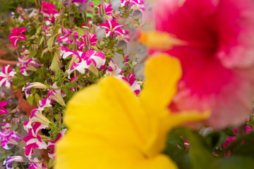 phlox flowers with hazy china rose in the foreground