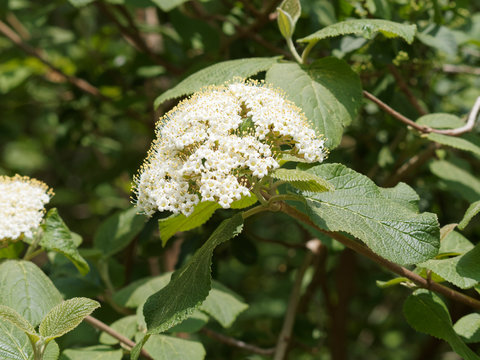 (Viburnum lantana) Viorne lantane ou viorne mancienne aux tiges souples garnies de fleurs blanc-cr&egrave;me en corymbes et aux feuilles oppos&eacute;es, ovales, dent&eacute;es vert brillant  