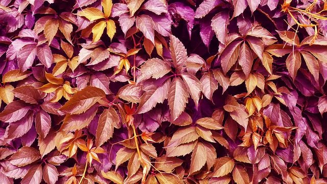 Natural background of wild grape leaves. Camera movement along a wall twined with wild grapes. Colorful autumn background.