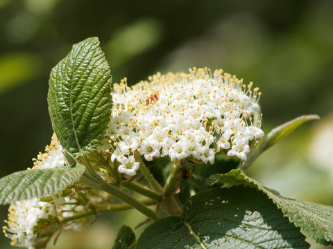 Gros plan sur une corymbe de fleur blanc-cr&egrave;me du viorne lantane (Viburnum lantana)