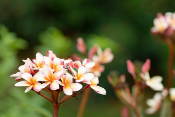 bastard teak: Palash flower in summers