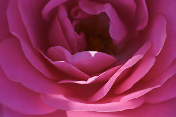 Macro photography of a beautiful mooth pink rose. Delicate flowers petals. Natural colorful textured pattern. Suiatble for postcard, backgrounds, design, posters, greeting card.