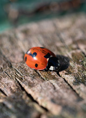 Ladybug on wood