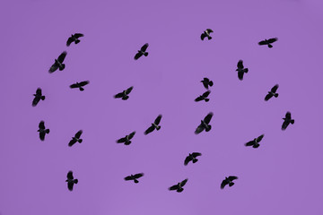 The flock of pigeons soaring over the land in the sunset sky. Lifestyles of wild birds in the big...