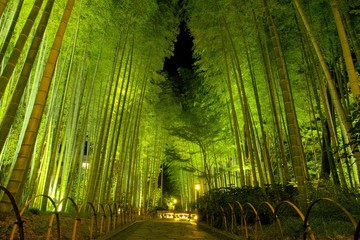 伊豆修善寺、風情ある夜の竹林
