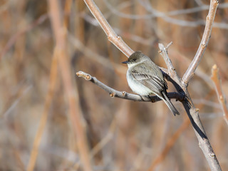Eastern Phoebe in Spring