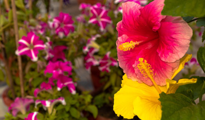 red and yellow hibiscus and phlox flowers