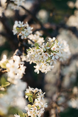 White peach blossom in spring for background or copy space for text. Abstract spring seasonal background with white flowers. 