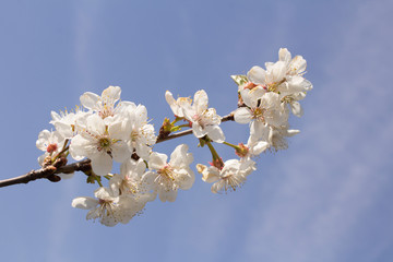 Branch with white flowers of a cherry with young leaves against the sky.
