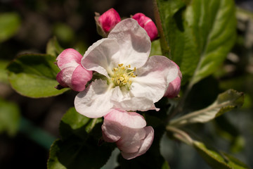 branch with pink flowers and young green leaves of a blossoming apple tree in spring in the garden