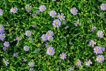 Chrysanthemums are multi-colored. Beautiful flowers. Background for greeting cards. 