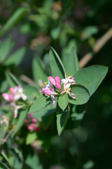 Black-fruited honeysuckle