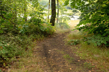Fototapeta premium Summer forest. Green grass covers the land